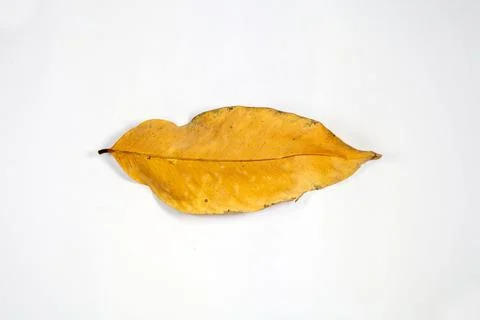 Flat Lay Dead Dry leaf isolated on White color background autumn leaves Stock Illustration
