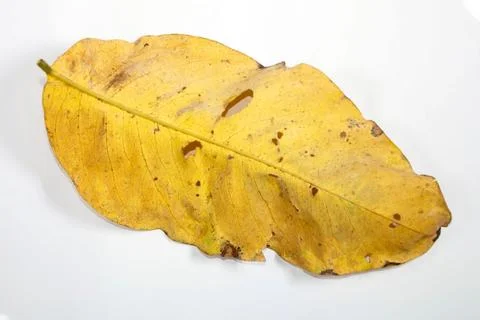 Flat Lay Dead Dry leaf isolated on White color background autumn leaves Stock Illustration