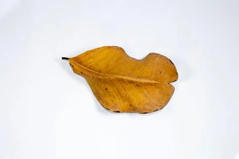 Flat Lay Dead Dry leaf isolated on White color background autumn leaves Stock Illustration