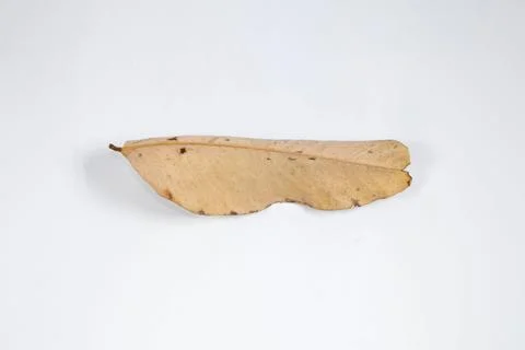 Flat Lay Dead Dry leaf isolated on White color background autumn leaves Stock Illustration