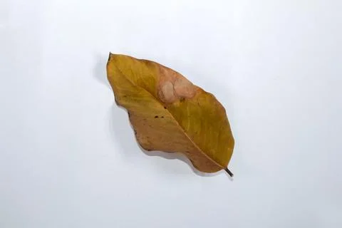 Flat Lay Dead Dry leaf isolated on White color background autumn leaves Stock Illustration