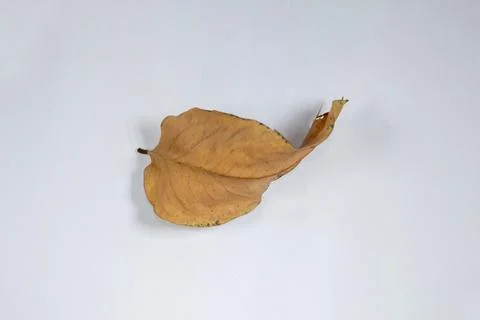 Flat Lay Dead Dry leaf isolated on White color background autumn leaves Stock Illustration