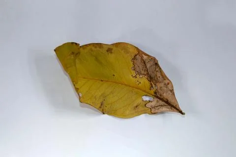 Flat Lay Dead Dry leaf isolated on White color background autumn leaves Stock Illustration