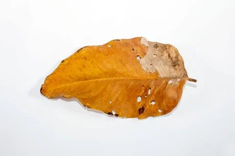 Flat Lay Dead Dry leaf isolated on White color background autumn leaves Stock Illustration