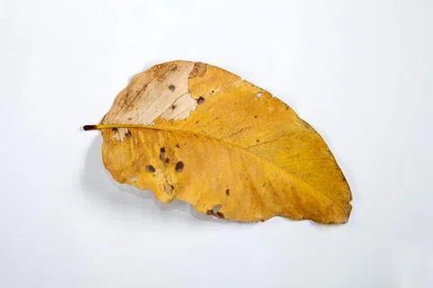 Flat Lay Dead Dry leaf isolated on White color background autumn leaves Stock Illustration
