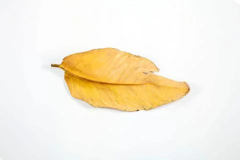 Flat Lay Dead Dry leaf isolated on White color background autumn leaves Stock Illustration