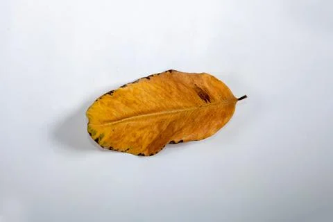 Flat Lay Dead Dry leaf isolated on White color background autumn leaves Stock Illustration