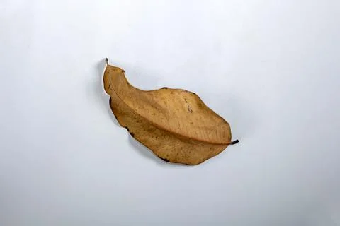 Flat Lay Dead Dry leaf isolated on White color background autumn leaves Stock Illustration