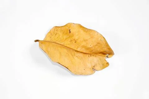 Flat Lay Dead Dry leaf isolated on White color background autumn leaves Stock Illustration