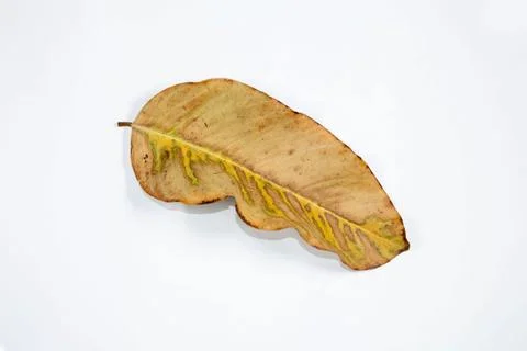 Flat Lay Dead Dry leaf isolated on White color background autumn leaves 스톡 일러스트