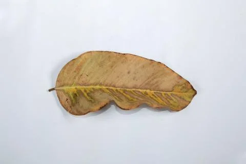 Flat Lay Dead Dry leaf isolated on White color background autumn leaves Stock Illustration