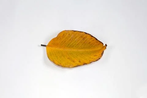 Flat Lay Dead Dry leaf isolated on White color background autumn leaves 스톡 일러스트