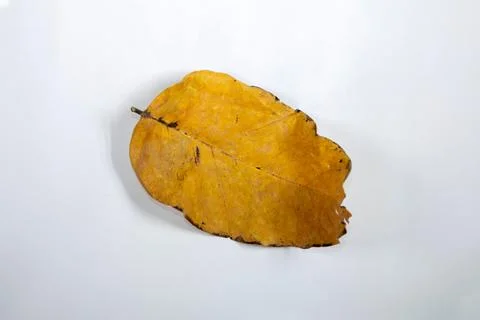 Flat Lay Dead Dry leaf isolated on White color background autumn leaves Stock Illustration