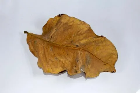 Flat Lay Dead Dry leaf isolated on White color background autumn leaves Stock Illustration