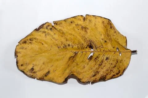 Flat Lay Dead Dry leaf isolated on White color background autumn leaves Stock Illustration
