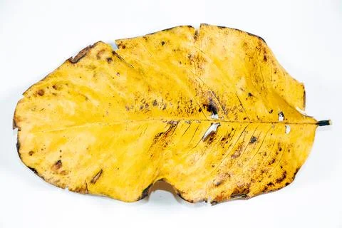 Flat Lay Dead Dry leaf isolated on White color background autumn leaves Stock Illustration