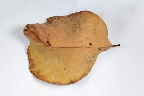 Flat Lay Dead Dry leaf isolated on White color background autumn leaves Stock Illustration