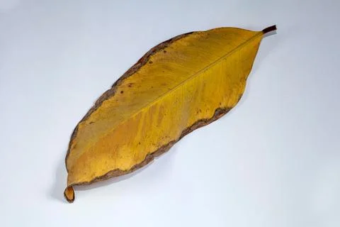 Flat Lay Dead Dry leaf isolated on White color background autumn leaves Stock Illustration