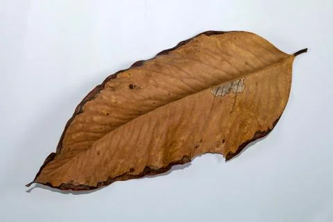 Flat Lay Dead Dry leaf isolated on White color background autumn leaves Stock Illustration