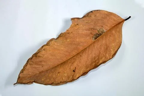 Flat Lay Dead Dry leaf isolated on White color background autumn leaves 스톡 일러스트