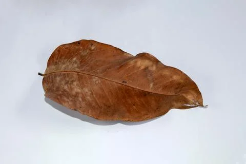Flat Lay Dead Dry leaf isolated on White color background autumn leaves Stock Illustration