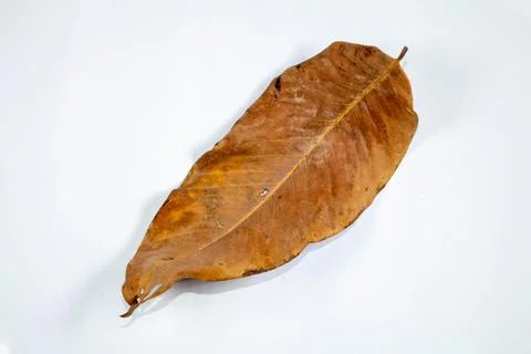 Flat Lay Dead Dry leaf isolated on White color background autumn leaves Stock Illustration