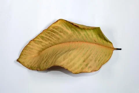 Flat Lay Dead Dry leaf isolated on White color background autumn leaves 스톡 일러스트
