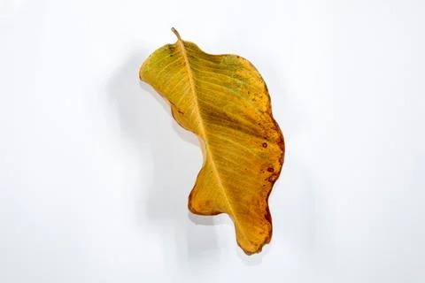 Flat Lay Dead Dry leaf isolated on White color background autumn leaves Stock Illustration