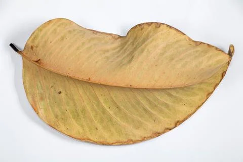 Flat Lay Dead Dry leaf isolated on White color background autumn leaves Stock Illustration
