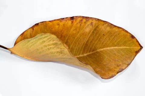 Flat Lay Dead Dry leaf isolated on White color background autumn leaves Stock Illustration