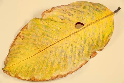 Flat Lay Dead Dry leaf isolated on beige color background autumn leaves Stock Illustration