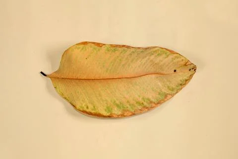 Flat Lay Dead Dry leaf isolated on beige color background autumn leaves Stock Illustration