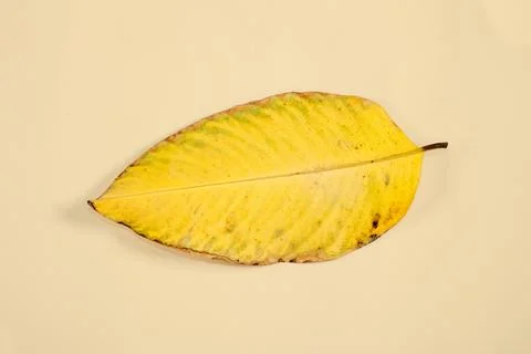 Flat Lay Dead Dry leaf isolated on beige color background autumn leaves Stock Illustration
