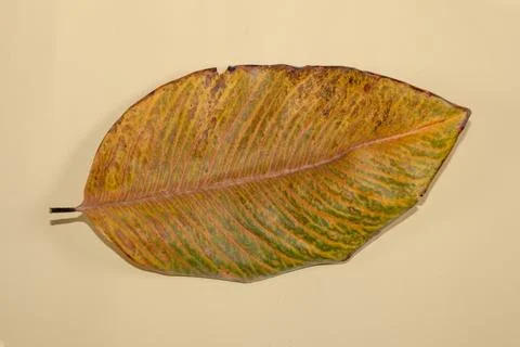 Flat Lay Dead Dry leaf isolated on beige color background autumn leaves Stock Illustration
