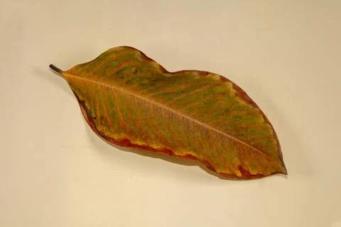 Flat Lay Dead Dry leaf isolated on beige color background autumn leaves Stock Illustration