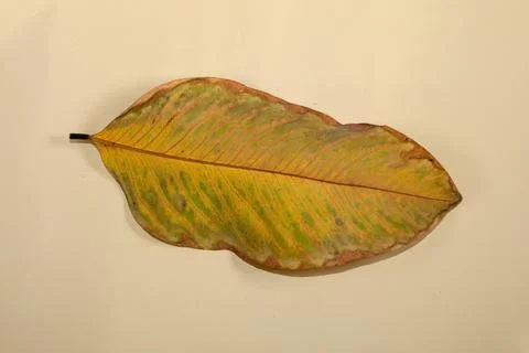 Flat Lay Dead Dry leaf isolated on beige color background autumn leaves Stock Illustration
