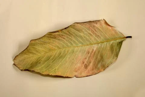 Flat Lay Dead Dry leaf isolated on beige color background autumn leaves Stock Illustration