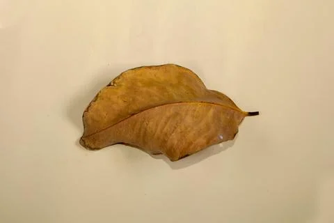Flat Lay Dead Dry leaf isolated on beige color background autumn leaves Stock Illustration