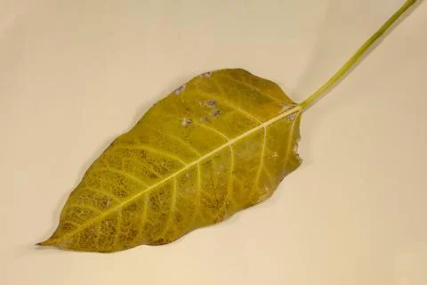 Flat Lay Dead Dry leaf isolated on beige color background autumn leaves 스톡 일러스트