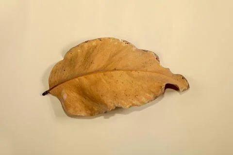 Flat Lay Dead Dry leaf isolated on beige color background autumn leaves Stock Illustration