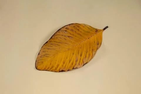 Flat Lay Dead Dry leaf isolated on beige color background autumn leaves Stock Illustration