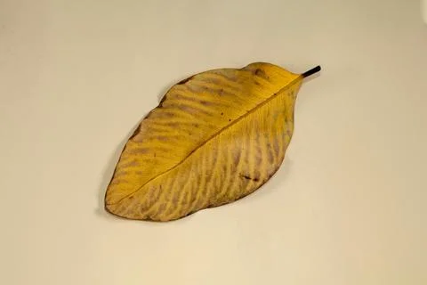 Flat Lay Dead Dry leaf isolated on beige color background autumn leaves Stock Illustration