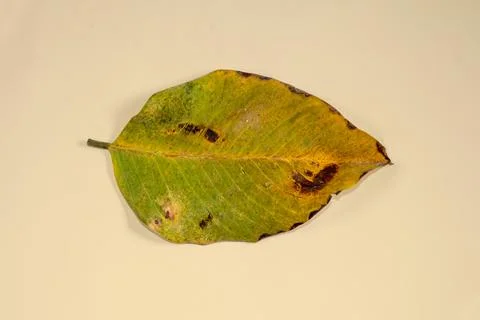 Flat Lay Dead Dry leaf isolated on beige color background autumn leaves Stock Illustration