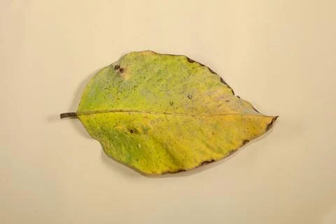 Flat Lay Dead Dry leaf isolated on beige color background autumn leaves Stock Illustration