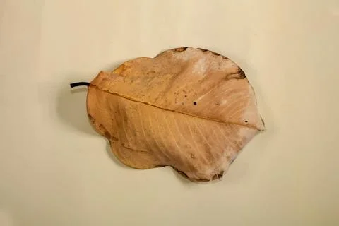 Flat Lay Dead Dry leaf isolated on beige color background autumn leaves Stock Illustration