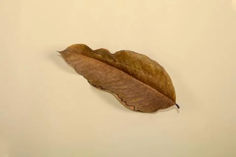 Flat Lay Dead Dry leaf isolated on beige color background autumn leaves Stock Illustration