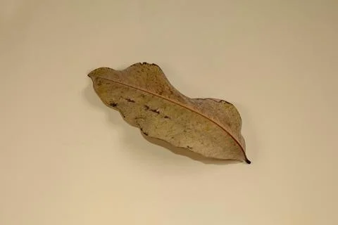 Flat Lay Dead Dry leaf isolated on beige color background autumn leaves 스톡 일러스트