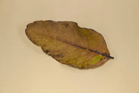 Flat Lay Dead Dry leaf isolated on beige color background autumn leaves Stock Illustration