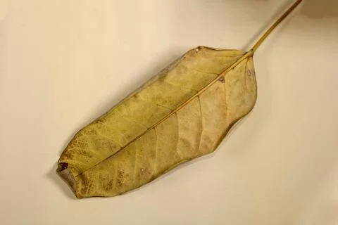 Flat Lay Dead Dry leaf isolated on beige color background autumn leaves Stock Illustration