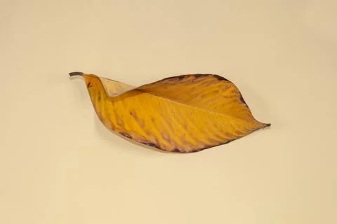 Flat Lay Dead Dry leaf isolated on beige color background autumn leaves Stock Illustration